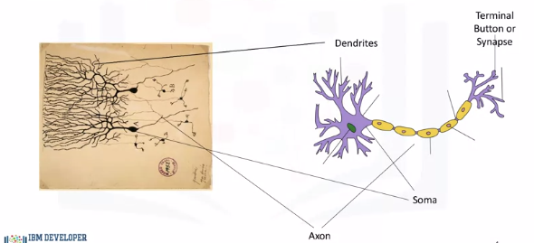 Images/intro_deep_neural_nets/biological_neuron.png